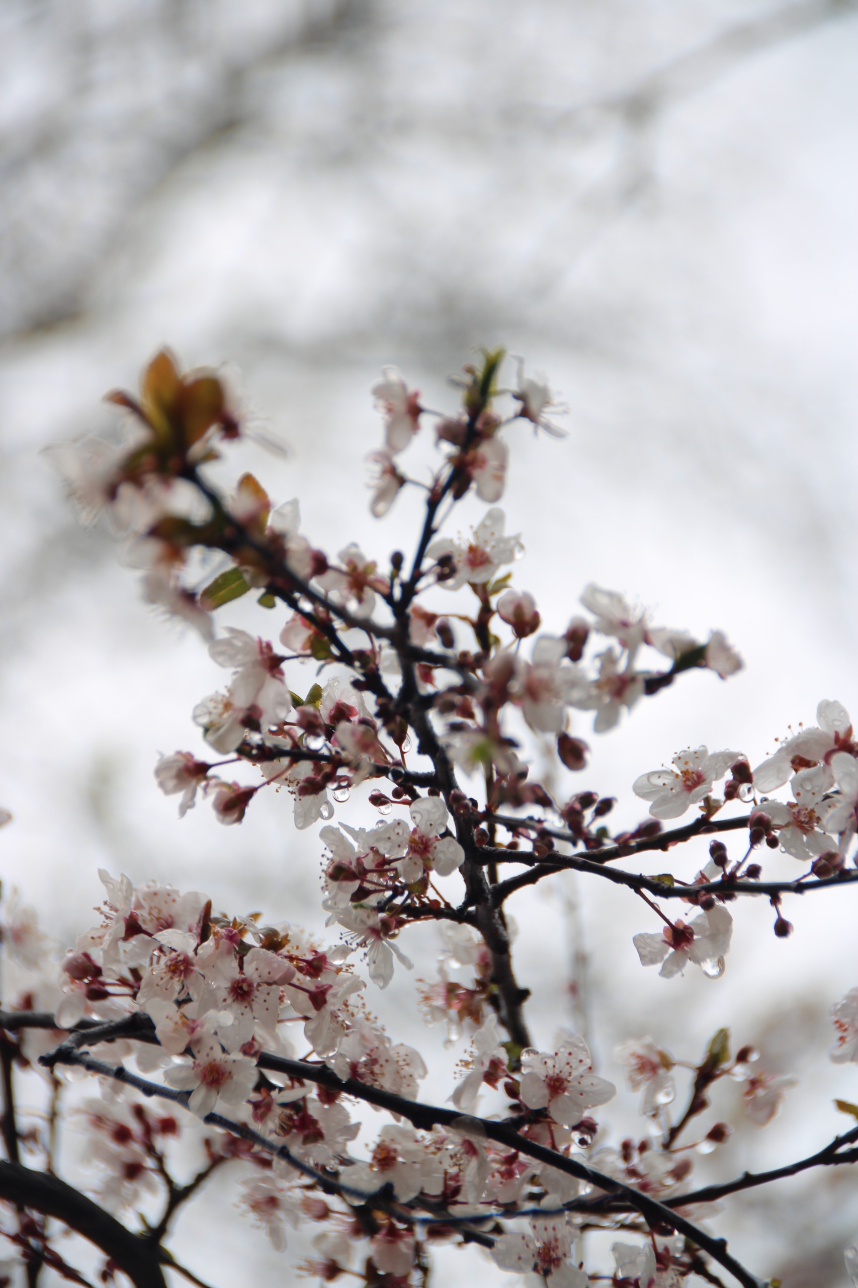 BURSA’DA AĞAÇLAR ÇİÇEK AÇTI