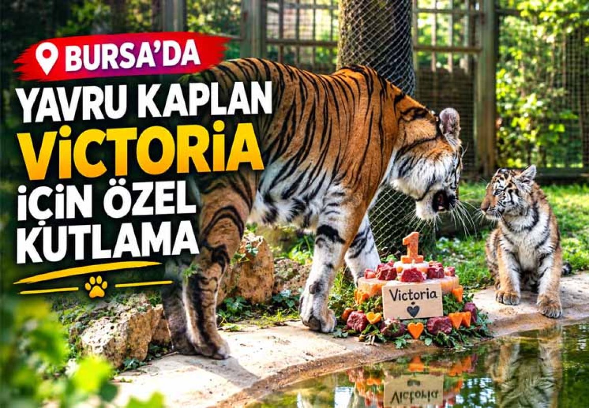 BURSA’DA YAVRU KAPLAN VİCTORİA İÇİN ÖZEL KUTLAMA